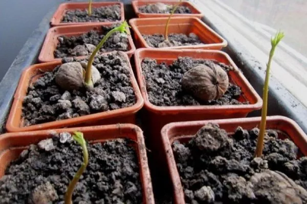 посадка орехов