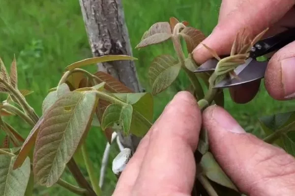 обрезка орехов