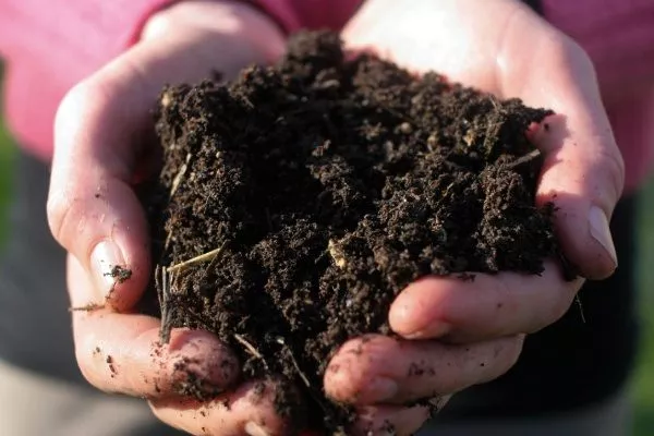 почва для посадки ревеня