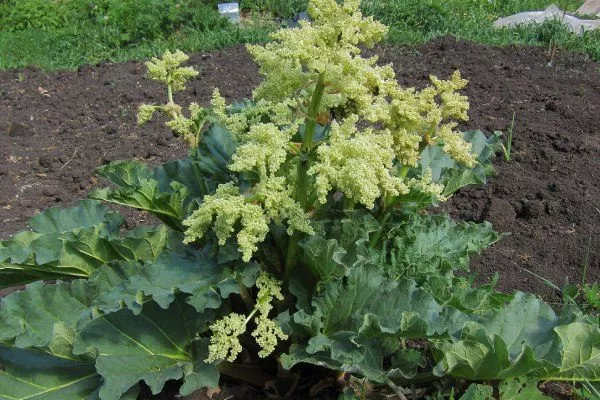 цветение ревеня для сбора семян