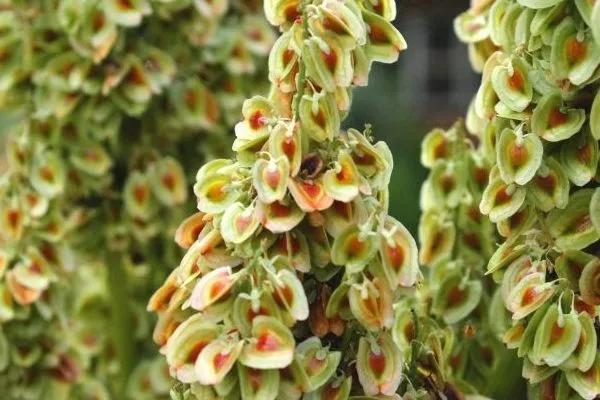 семена ревеня на ветке