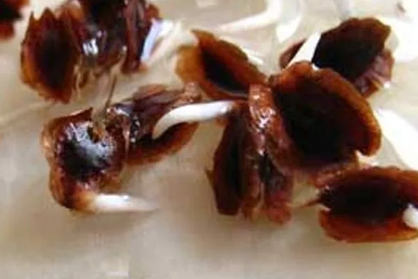 проращивание