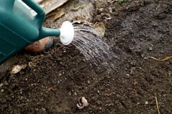 полив бороздок