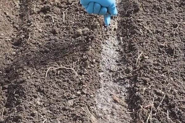 посев семян ревеня