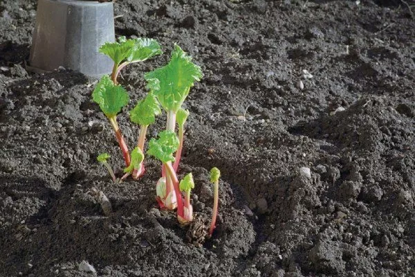 прореживание ревеня