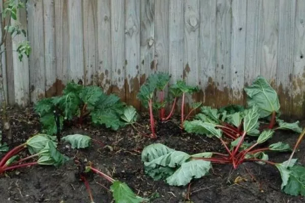 пересаживание ревеня на постоянное место