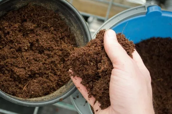 субстрат для ревеня