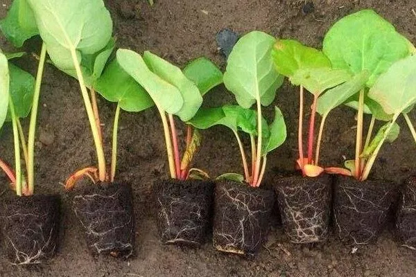 пересадка рассады ревеня на грядки