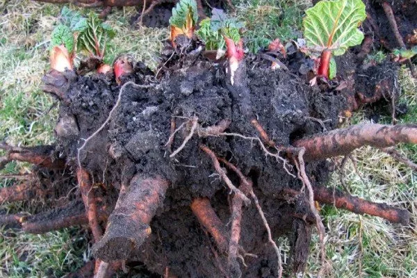 Разделение кустов ревеня для размножения