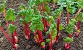 Ревень пересадка