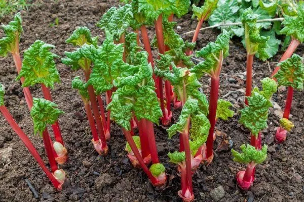 высадка саженцев