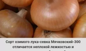 лук Мячковский 300