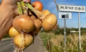 лук из Мячково