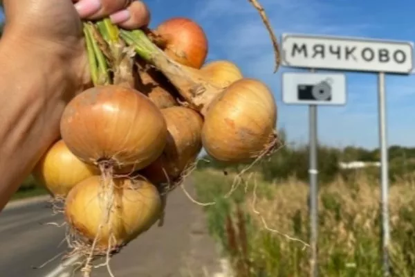 лук из Мячково