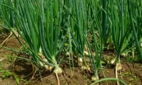 характеристики перьев лука