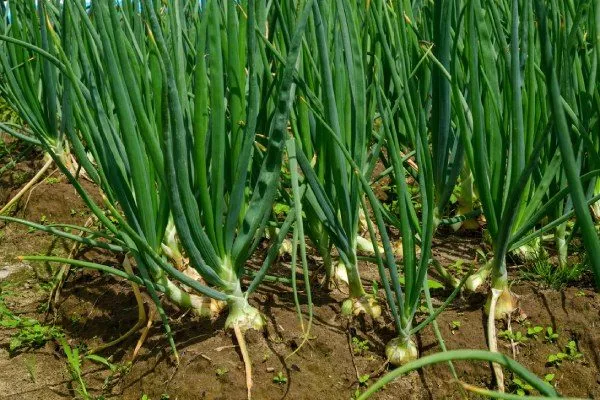 характеристики перьев лука