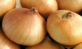 описание луковиц