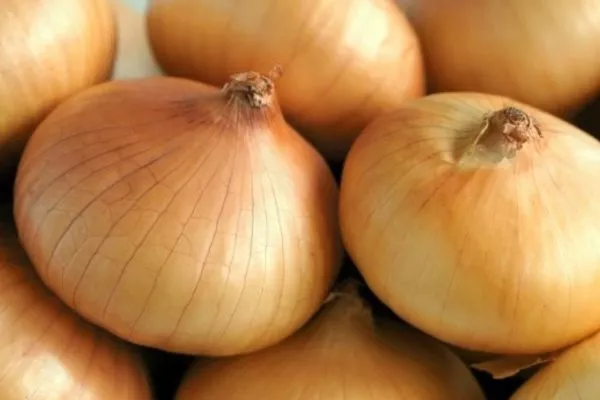 описание луковиц