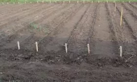 участок под посев лука