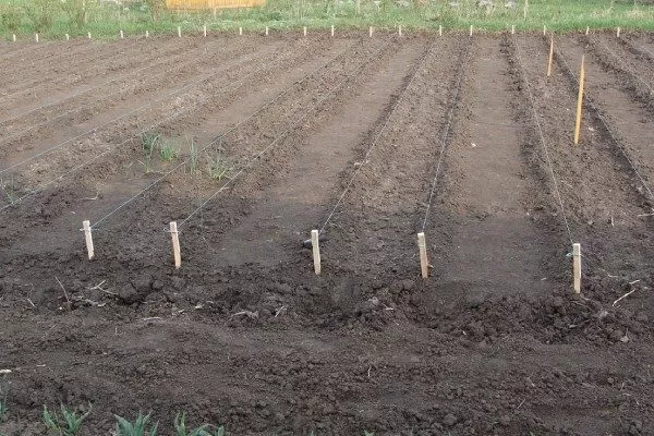 участок под посев лука