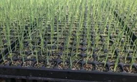 Посев лука на рассаду