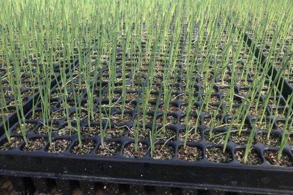 Посев лука на рассаду