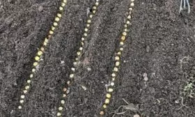 Посев севка