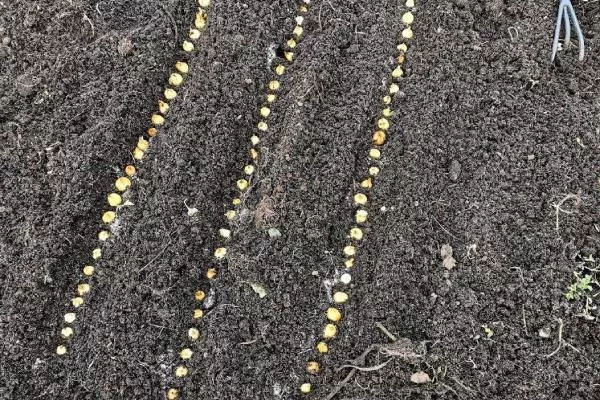 Посев севка