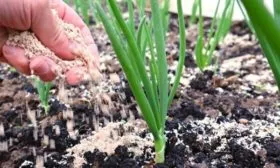 Уход за луком