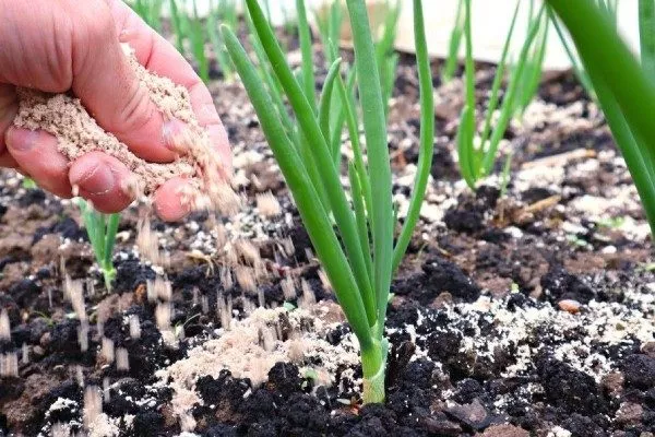 Уход за луком