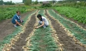 Уборка лука