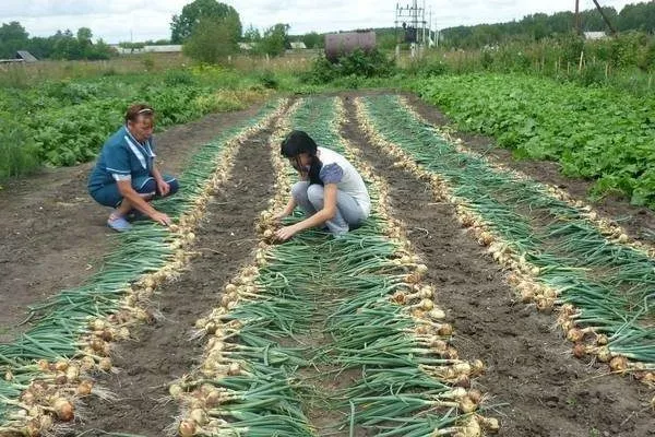 Уборка лука