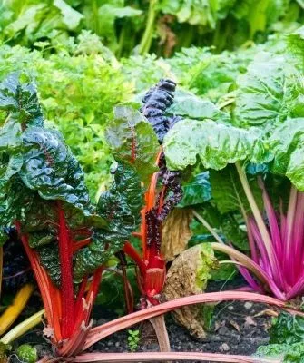 сладкие сорта ревеня