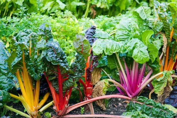 сладкие сорта ревеня