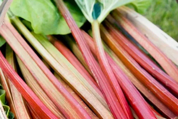 ревень Алтайские зори