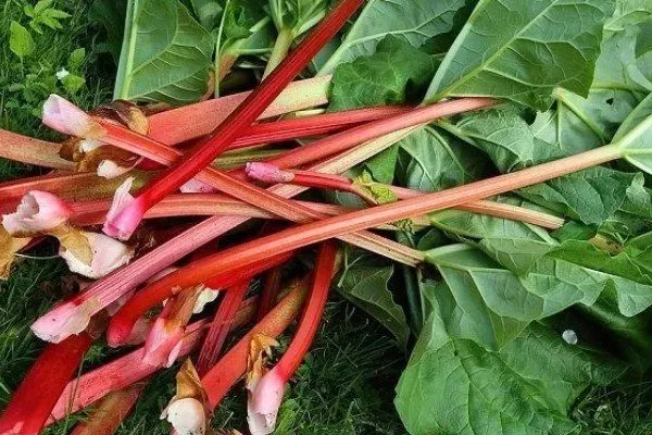 ревень сорт Зарянка