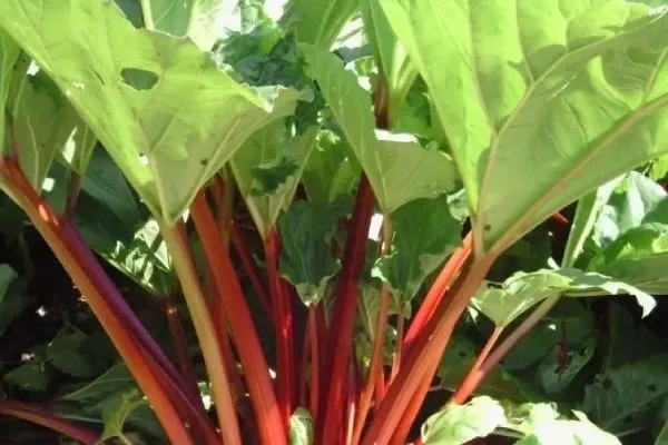 ревень сорт Огрский 13