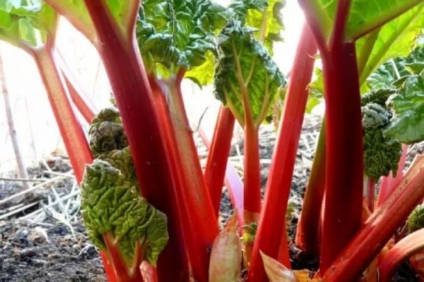 ревень сорт Виктория