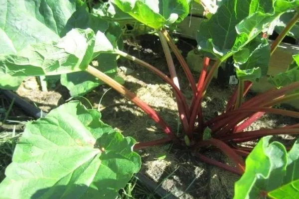 ревень сорт Великан