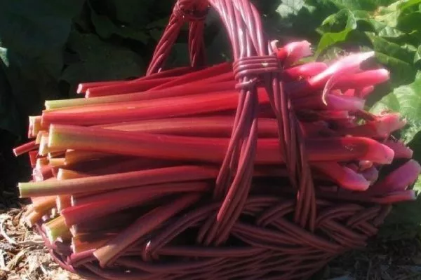 ревень сорт Расбери Ред