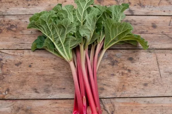 ревень сорт Исполинский