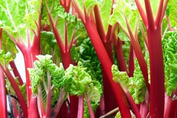 ревень сорт Цукатный