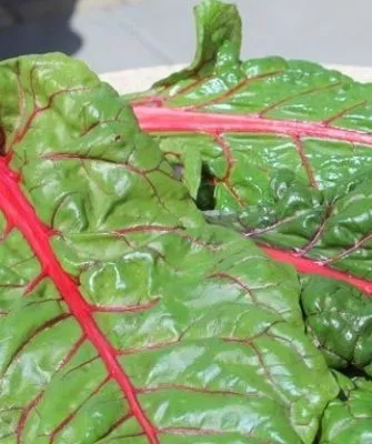 красный ревень