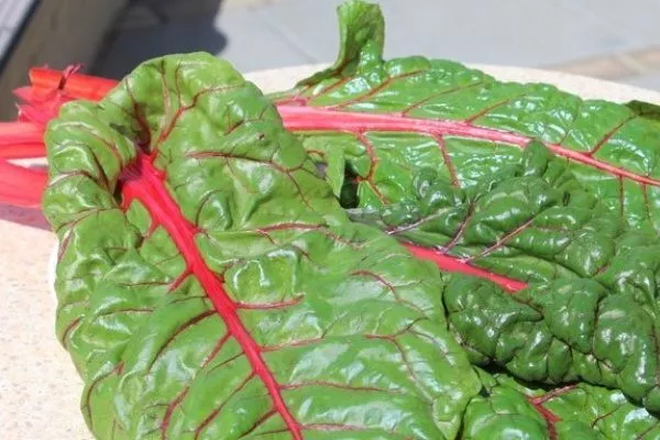 красный ревень