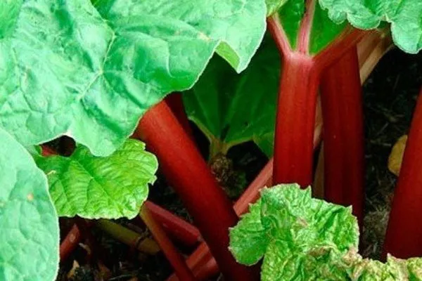 ревень сорт виктория