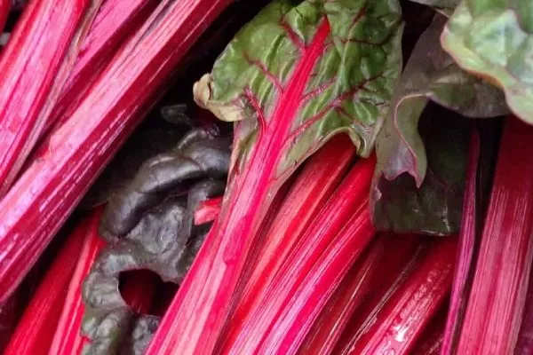 ревень сорт Вишнёво-красный