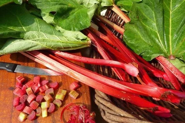 ревень Канадский красный Чипман