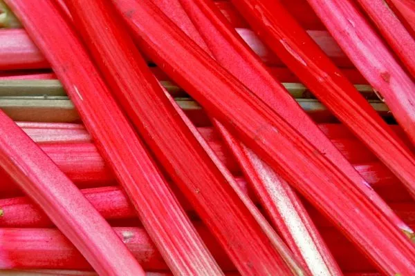 ревень Малиново-красный