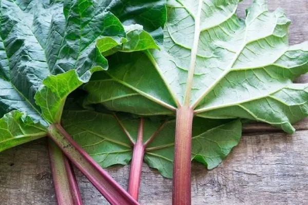 ревень Glaskin's Perpetual