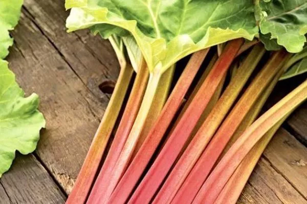 ревень медовый